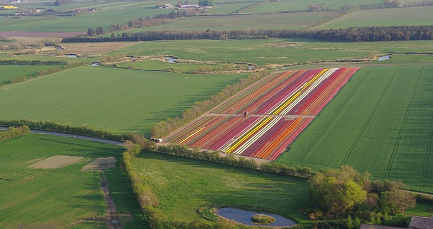 Tulipaner Fole 1.jpg